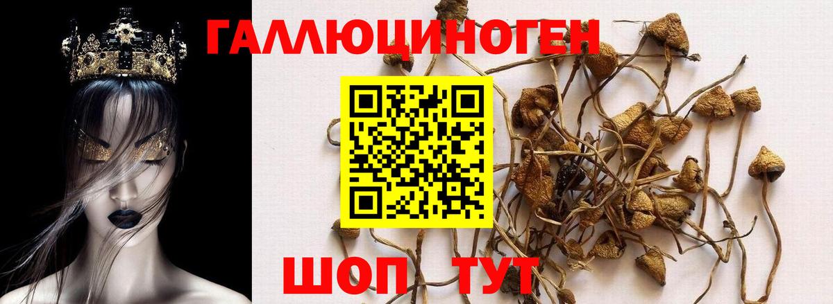 Псилоцибиновые грибы Cubensis Кизляр